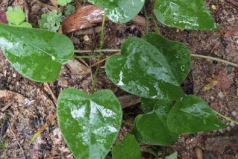 千金藤素引热评：“经济而普惠”的中医药是打败西方高价特效药霸权的救世良方