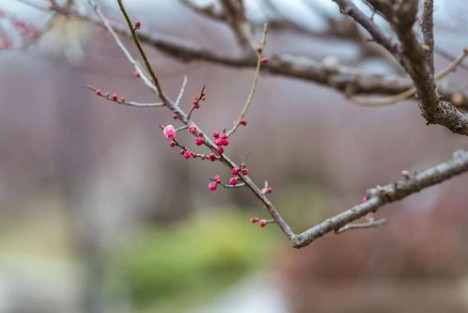 毛泽东诗词中的风云雨雪