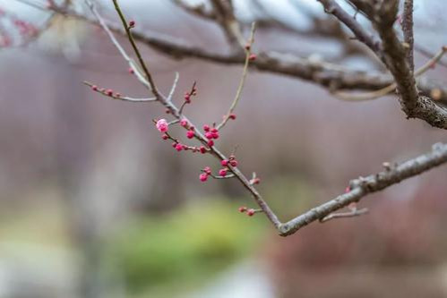 毛泽东诗词中的风云雨雪